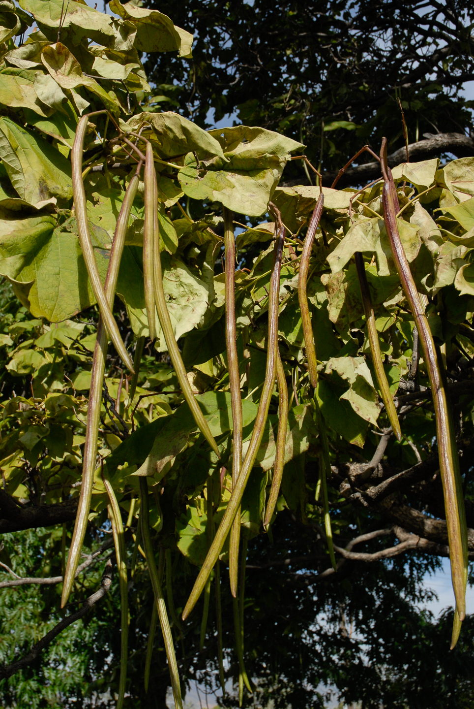 Western Catalpa